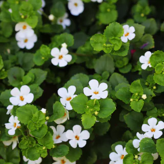 Bacopa Monnieri