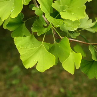 Ginkgo Biloba