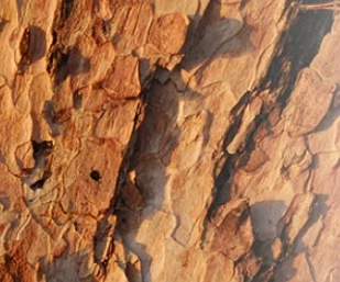 Pine Bark Extract